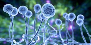 Read more about the article Tratamentul farmacologic al infecțiilor fungice invazive